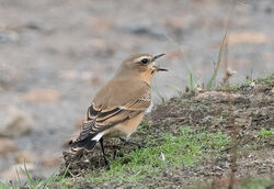 Photographed at Fort Hommet [HOM]. on 15/9/2022. Photo: &copy; Julie Davis