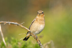 Photographed at Pleinmont . on 24/9/2022. Photo: &copy; Kim Wilkinson