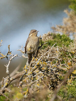 Photographed at Pleinmont [PLE]. on 24/9/2022. Photo: &copy; Christopher Wilkinson