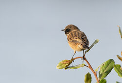 Photographed at Grandes Havres [GHA]. on 25/9/2022. Photo: &copy; Julie Davis