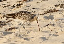 Photographed at Grandes Havres [GHA]. on 25/9/2022. Photo: &copy; Julie Davis