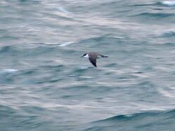 Photographed at Jaonneuse [JAO]. on 27/9/2022. Photo: &copy; Wayne Turner