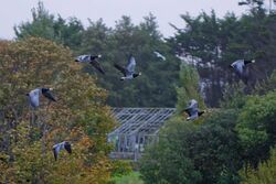 Photographed at Vale Pond Guernsey. on 1/10/2022. Photo: &copy; Kim Wilkinson