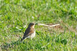 Photographed at Pleinmont . on 25/9/2022. Photo: &copy; Kim Wilkinson