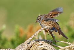 Photographed at Pleinmont. on 25/9/2022. Photo: &copy; Kim Wilkinson