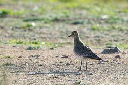 Photographed at Pleinmont. on 25/9/2022. Photo: &copy; Kim Wilkinson