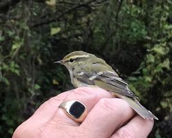 Photographed at Ivy Castle / Chateau des Marais. on 3/10/2022. Photo: &copy; Julie Davis