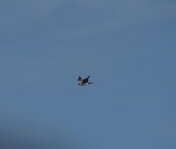 Photographed at Pelagic [PEL]. on 18/9/2022. Photo: &copy; Mark Guppy