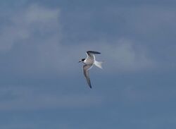 Photographed at Pelagic [PEL]. on 18/9/2022. Photo: &copy; Mark Guppy