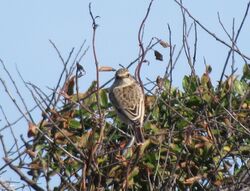 Photographed at Pleinmont [PLE]. on 17/9/2022. Photo: &copy; Mark Guppy