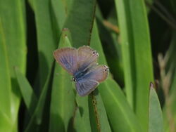 Photographed at Lihou Headland [LCH]. on 13/9/2022. Photo: &copy; Mark Guppy