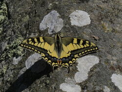 Photographed at Jerbourg [JER]. on 5/8/2022. Photo: &copy; Mark Guppy