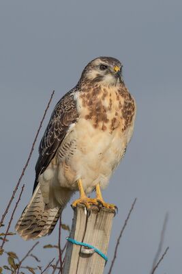 Photographed at Port Soif [SOI]. on 7/10/2022. Photo: &copy; Rod Ferbrache