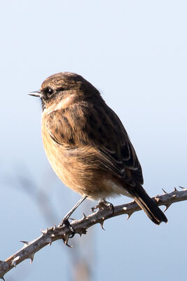 Photographed at Pleinmont [PLE]. on 7/10/2022. Photo: &copy; Tim Maclure