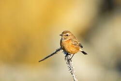 Photographed at Fort Doyle . on 9/10/2022. Photo: &copy; Kim Wilkinson