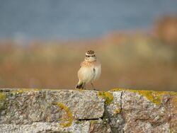 Photographed at Vazon Sea Wall. on 7/10/2022. Photo: &copy; Tony Bisson