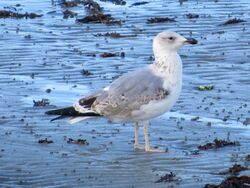 Photographed at Perelle [PER]. on 8/10/2022. Photo: &copy; Wayne Turner