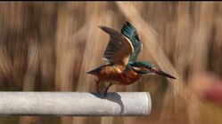 Photographed at Vale Pond [VAL]. on 8/10/2022. Photo: &copy; Guy O’Regan