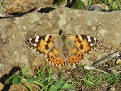 Photographed at Pleinmont [PLE]. on 11/10/2022. Photo: &copy; Wayne Turner