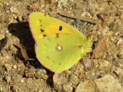 Photographed at Pleinmont [PLE]. on 11/10/2022. Photo: &copy; Wayne Turner