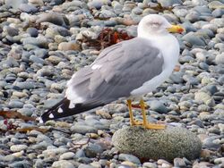 Photographed at Perelle [PER]. on 11/10/2022. Photo: &copy; Wayne Turner