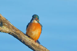 Photographed at Claire Mare . on 15/10/2022. Photo: &copy; Kim Wilkinson