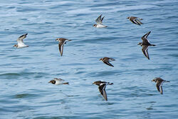 Photographed at Portinfer. on 16/10/2022. Photo: &copy; Kim Wilkinson