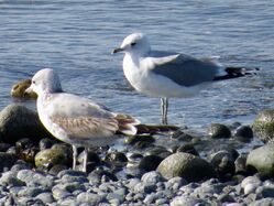 Photographed at Rocquaine [ROC]. on 19/10/2022. Photo: &copy; Wayne Turner