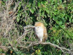 Photographed at Jerbourg Headland. on 20/10/2022. Photo: &copy; Tony Bisson