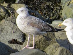 Photographed at Perelle [PER]. on 24/10/2022. Photo: &copy; Wayne Turner