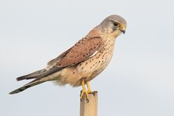 Photographed at Chouet [CHO]. on 25/10/2022. Photo: &copy; Rod Ferbrache