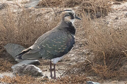 Photographed at Colin Best NR [CNR]. on 26/10/2022. Photo: &copy; Rod Ferbrache