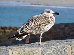 Photographed at Cobo [COB]. on 26/10/2022. Photo: &copy; Wayne Turner