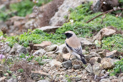Photographed at Pleinmont [PLE]. on 27/10/2022. Photo: &copy; Dave Carre