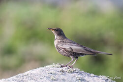 Photographed at Fort Le Marchant [MAR]. on 28/10/2022. Photo: &copy; Dave Carre