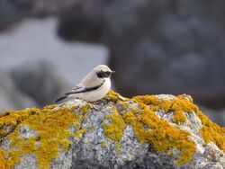 Photographed at Pleinmont [PLE]. on 28/10/2022. Photo: &copy; Wayne Turner