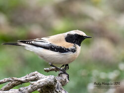 Photographed at Pleinmont [PLE]. on 29/10/2022. Photo: &copy; Andy Marquis