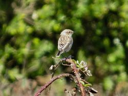 Photographed at Pleinmont [PLE]. on 17/9/2022. Photo: &copy; Wayne Turner