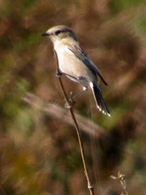 Photographed at Pleinmont [PLE]. on 17/9/2022. Photo: &copy; Wayne Turner