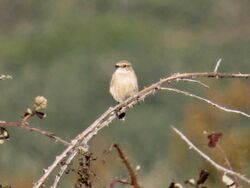 Photographed at Pleinmont [PLE]. on 17/9/2022. Photo: &copy; Wayne Turner