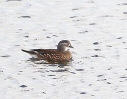 Photographed at Vale Pond [VAL]. on 6/11/2022. Photo: &copy; Guy O’Regan