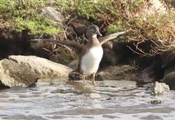 Photographed at Vale Pond [VAL]. on 6/11/2022. Photo: &copy; Guy O’Regan