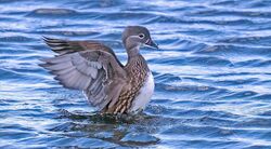 Photographed at Vale Pond. on 6/11/2022. Photo: &copy;  Rockdweller