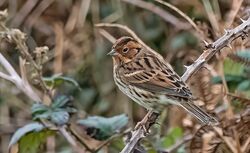 Photographed at Pleinmont [PLE]. on 7/11/2022. Photo: &copy;  Rockdweller