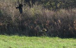 Photographed at Pleinmont [PLE]. on 12/11/2022. Photo: &copy; Mark Guppy