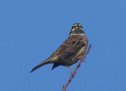 Photographed at Fields south of Ru de la Falaise. on 13/11/2022. Photo: &copy; Andrew Smith