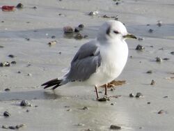Photographed at Imperial Hotel, Rocquaine. on 17/11/2022. Photo: &copy; Wayne Turner