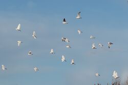 Photographed at Rue des Bergers [BER]. on 17/11/2022. Photo: &copy; Rod Ferbrache
