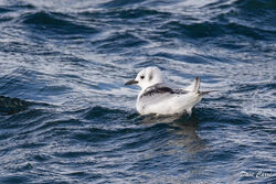 Photographed at Rocquaine [ROC]. on 18/11/2022. Photo: &copy; Dave Carre