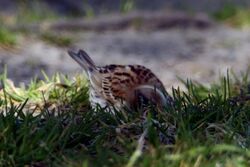 Photographed at Portelet [PET]. on 27/4/2021. Photo: &copy; Elizabeth Hutchins